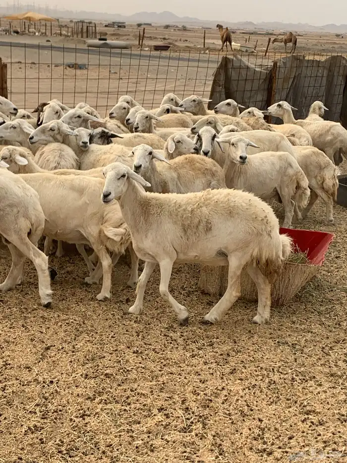 للبيع غنم حريات دفيع 1