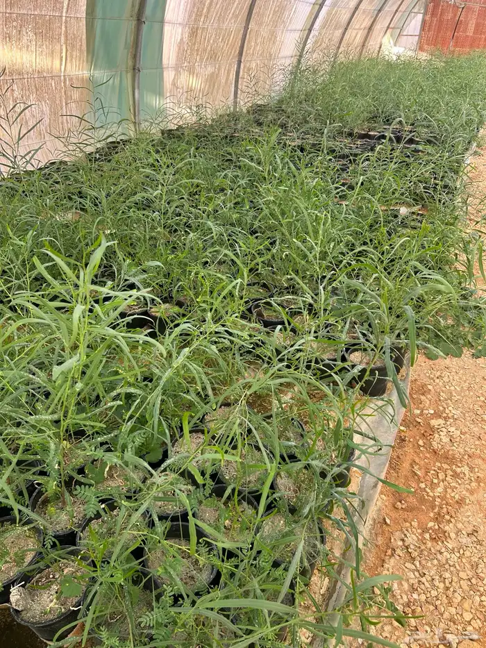 شتلات طلح ملحي للبيع 0