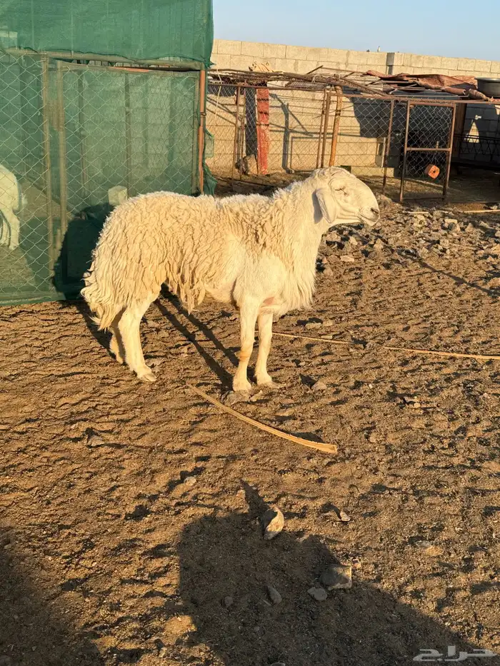 طلي فحل صنف 0