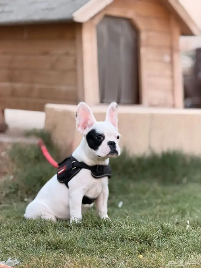 كلاب فرنش بولدوق 3