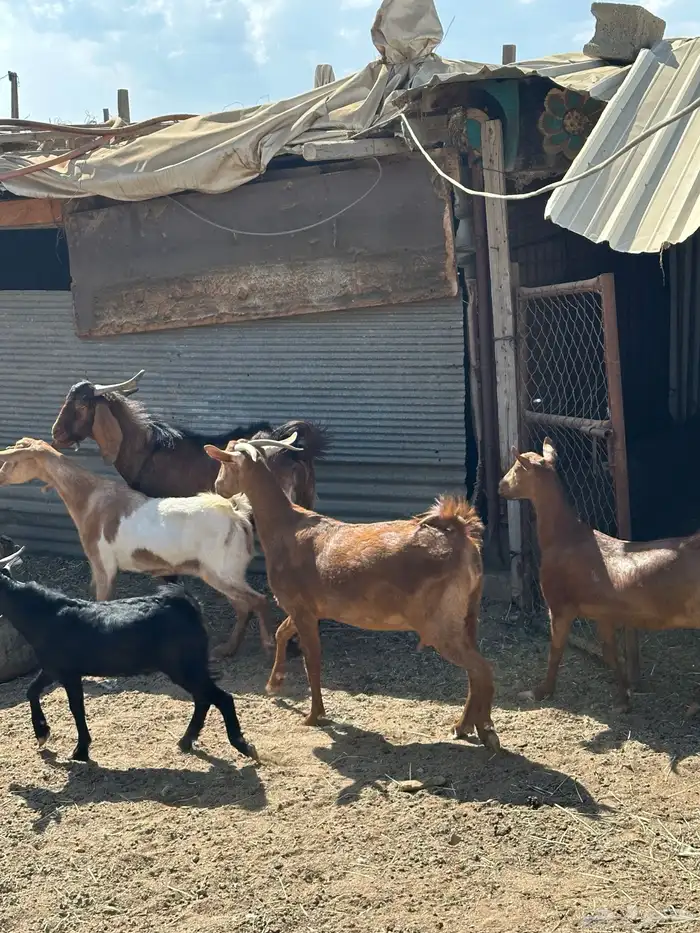 للبيع اربع ماعز دفع مع فحلها 2