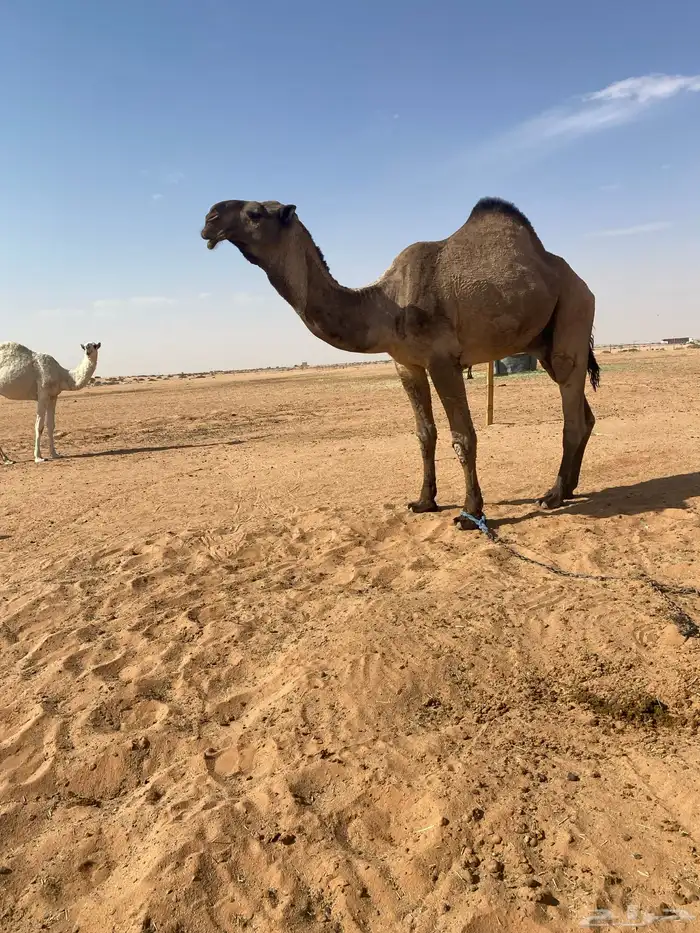 قعودكفوا سنه توه ثني علي جميع الشروط 3