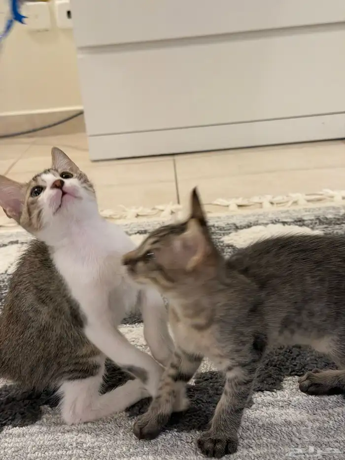 قطط للتبني بلدي لعوبيين 18