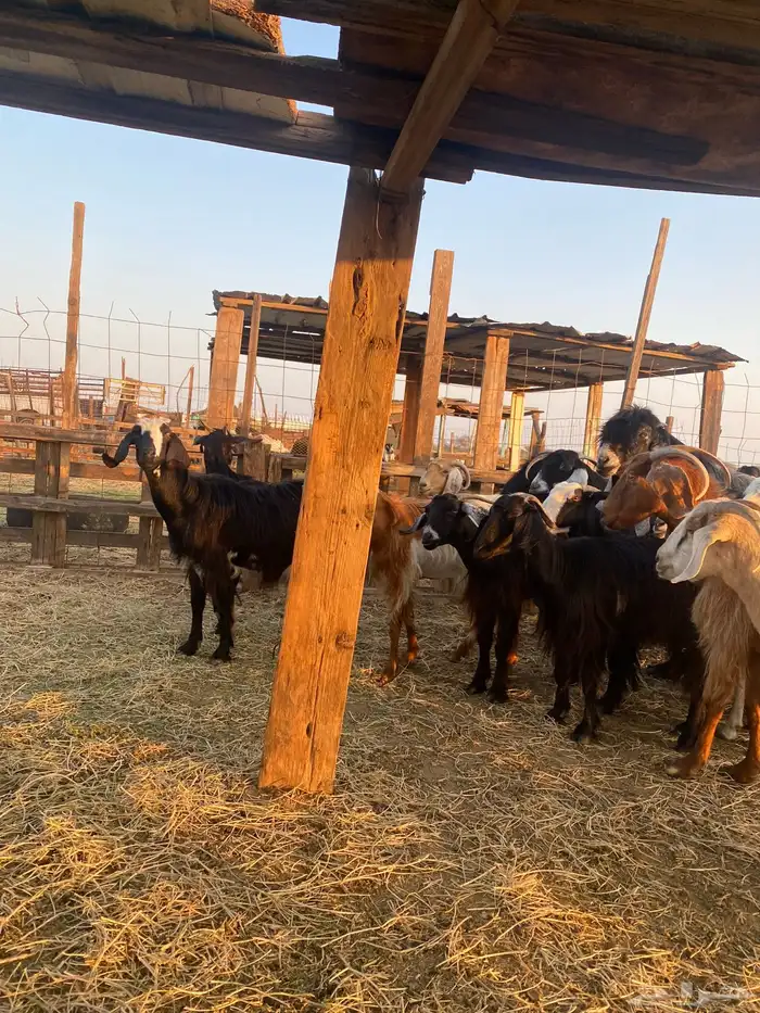 للبيع معزا عوارض وحريات بالفحل دفيع ومضاريع 2