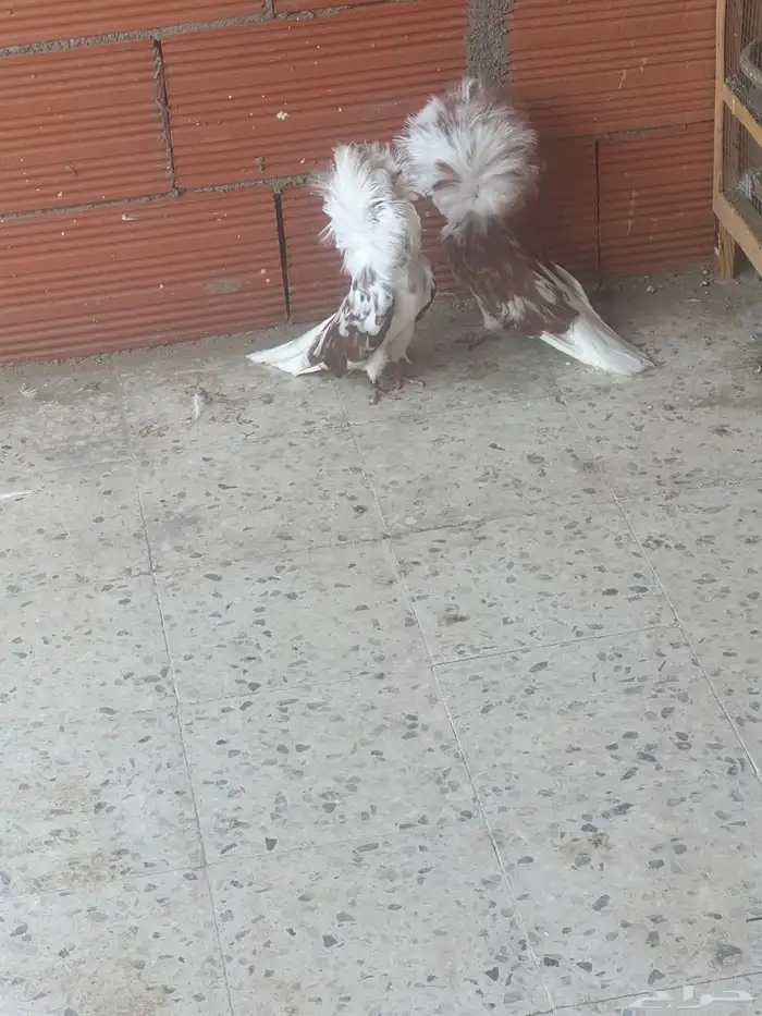 جواز حمام زينة 3