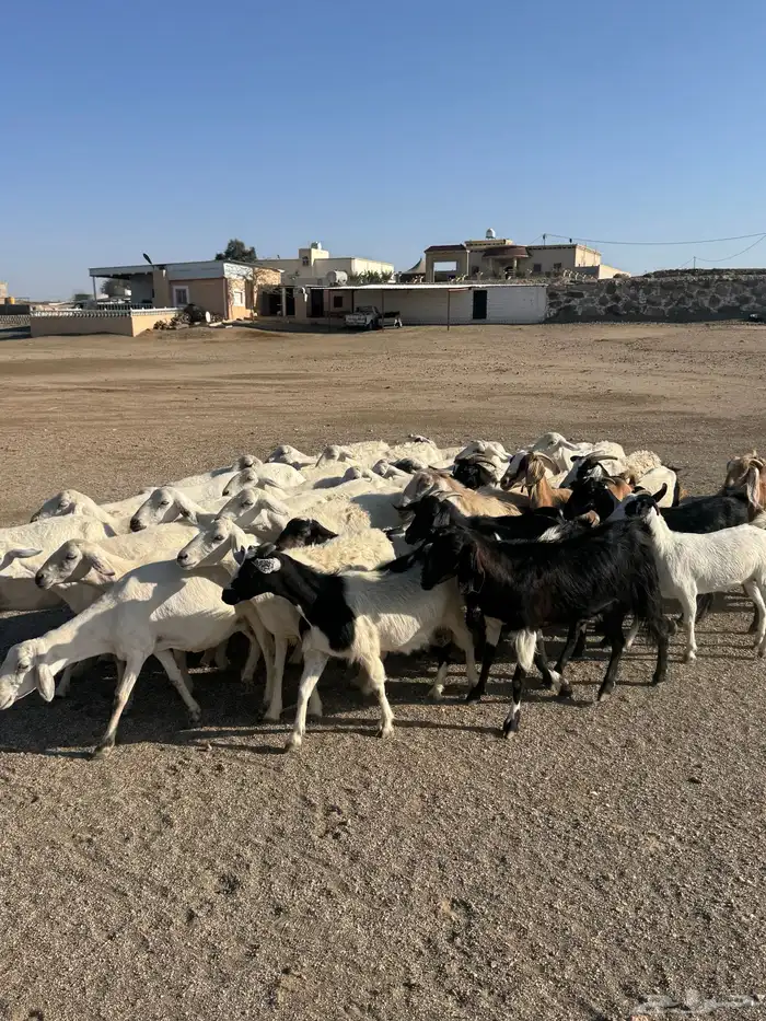 39 راس ضان ومعزا تحتها 4 2