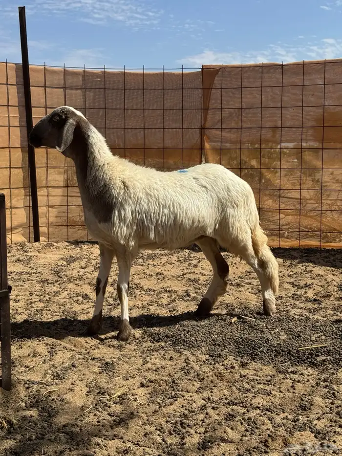 سواكن رخال 0