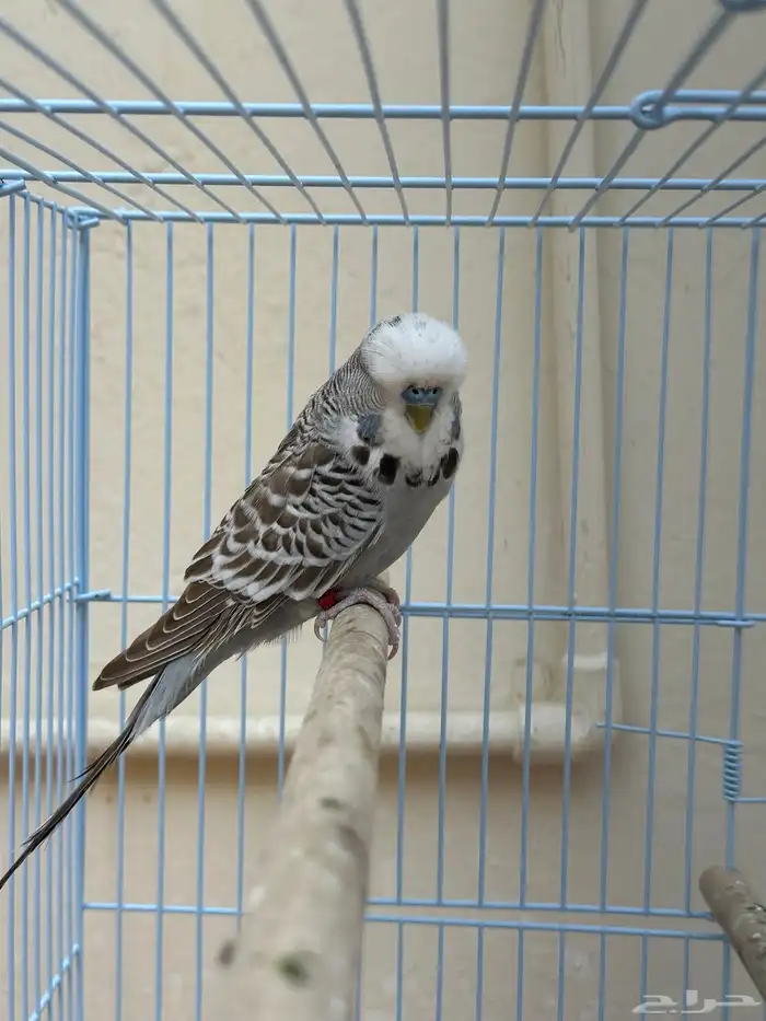 طيور حب إنجليزي 2