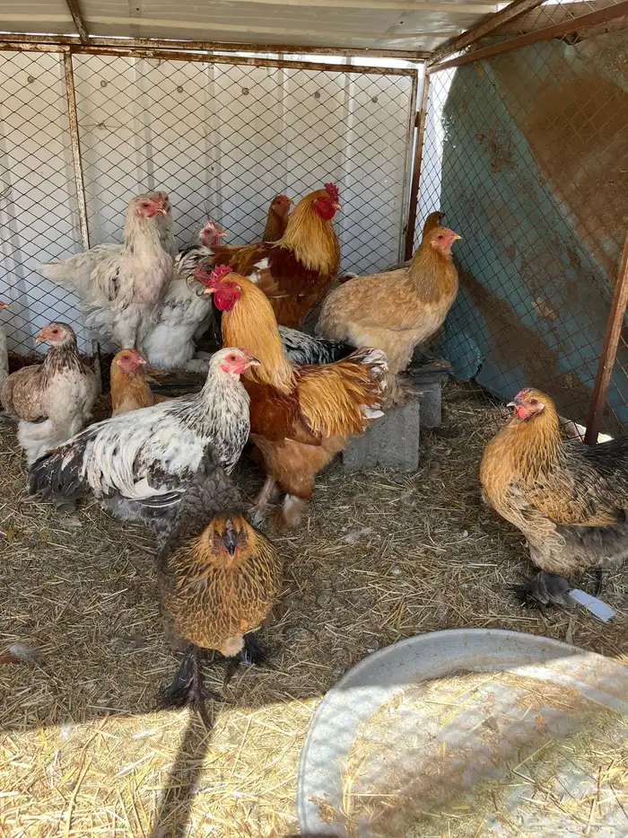 دجاج براهما 2