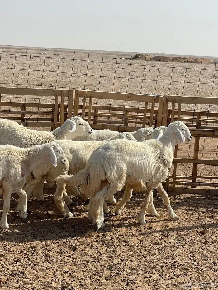 للبيع خرفان 4