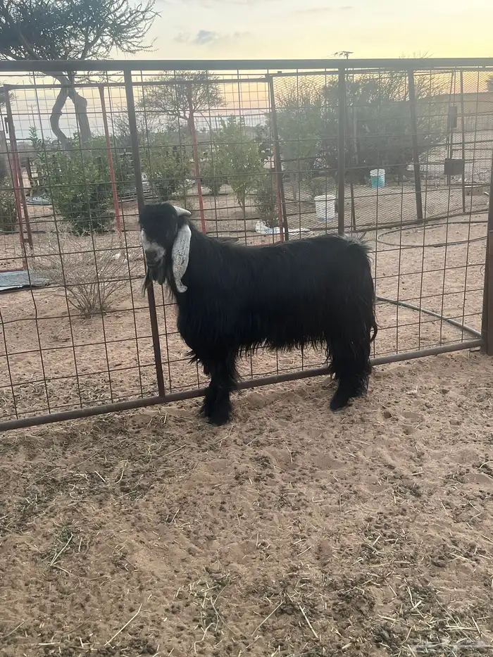 تيس عارضي السن قارح شبب 1