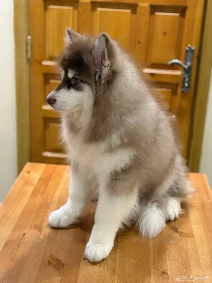 جرو مالموت الاسكا 2