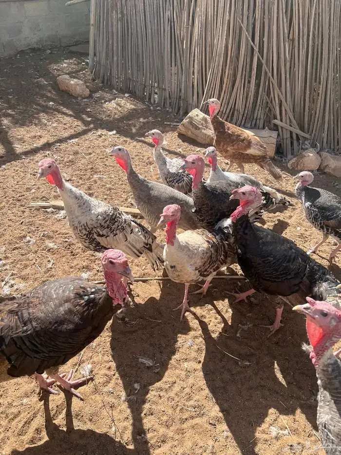 دجاج رومي للبيع 0