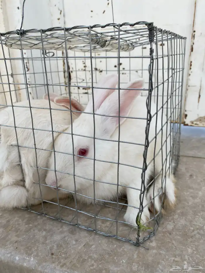 أرانب للبيع ذكر وأنثى 0