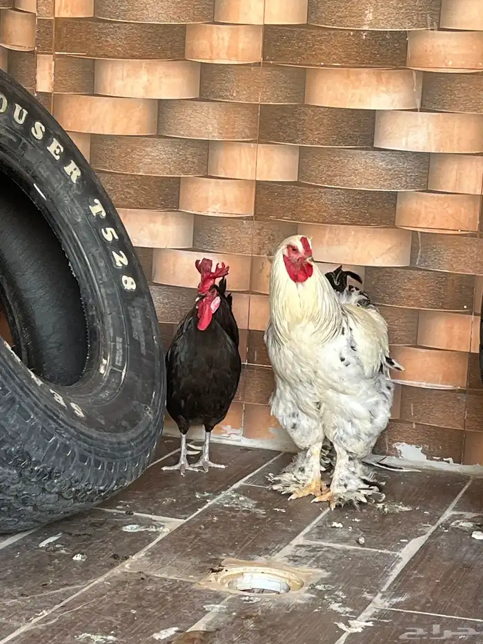 ديكه للبيع 4