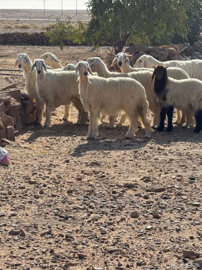 غنم نجد بيض للبيع ثلاث مضاريع كلهن جذعات وحده رباع العدد 8 2