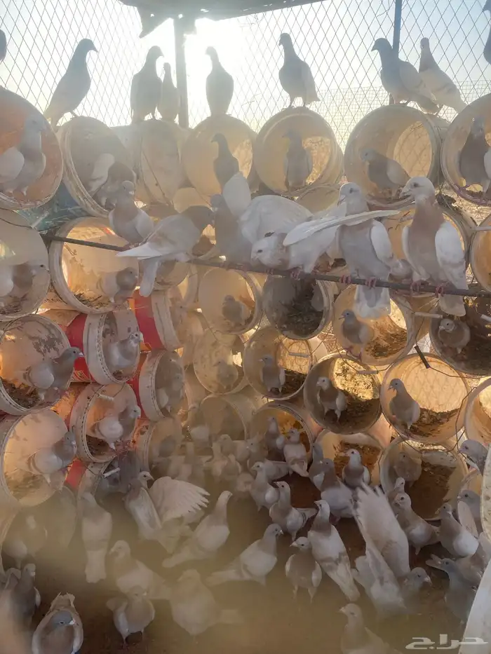 زاجل كريمي منتج 1