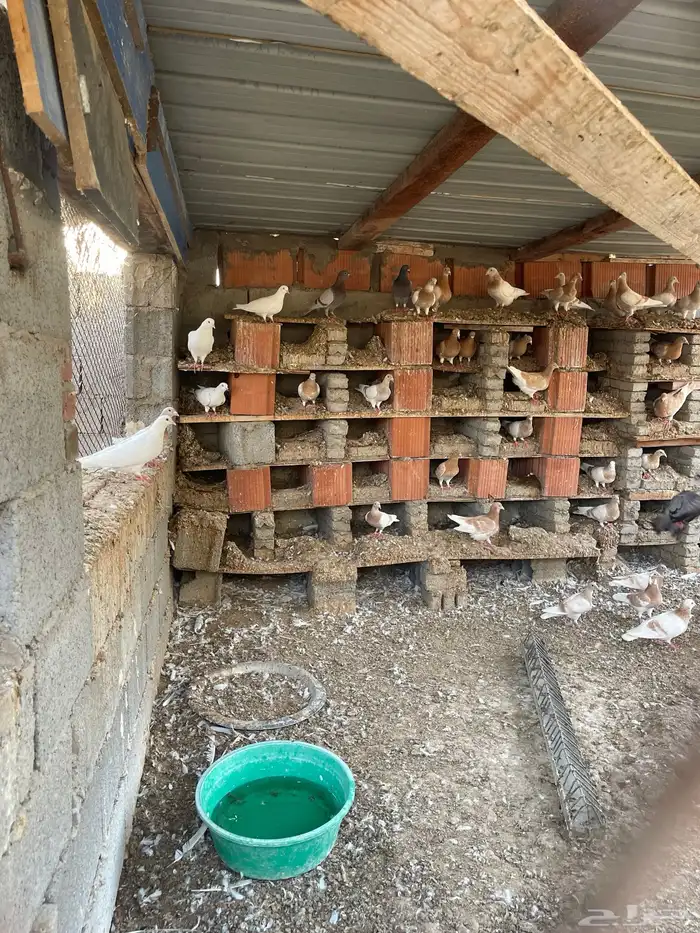 حمام زاجل كريمي وديك بلدي وارانب 1