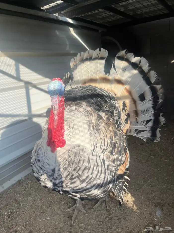 ديك رومي لون فراشة جميل 0