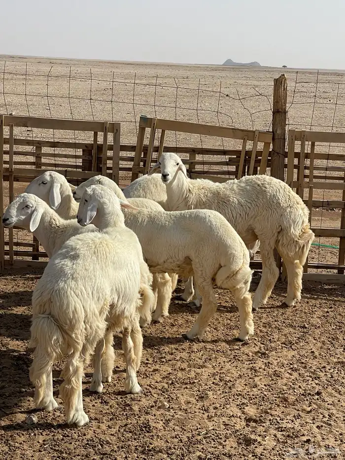 للبيع خرفان 6