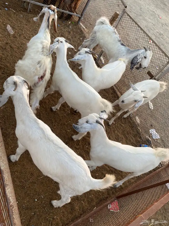 تيوس وجفار جذعان التيوس مخصاه 2