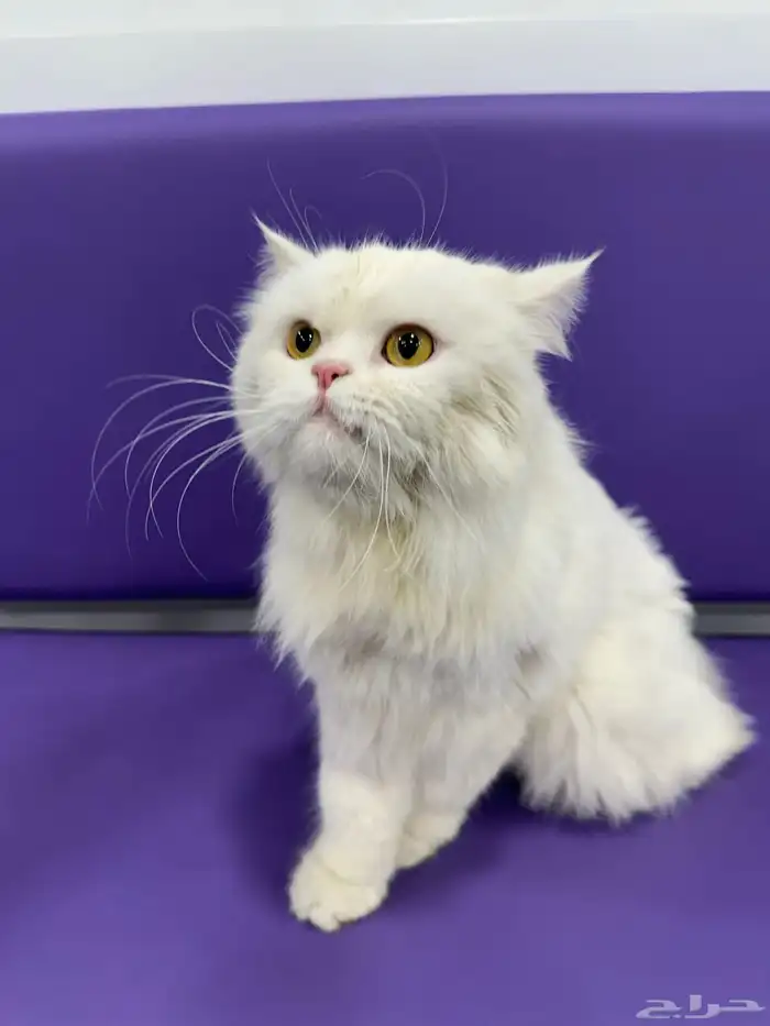 قطه ضايعه الدوحه الجنوبيه 0