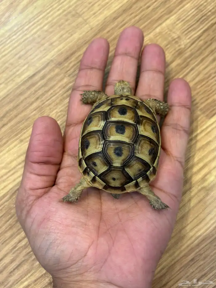 سلحفاة في الرياض حي قرطبة 5