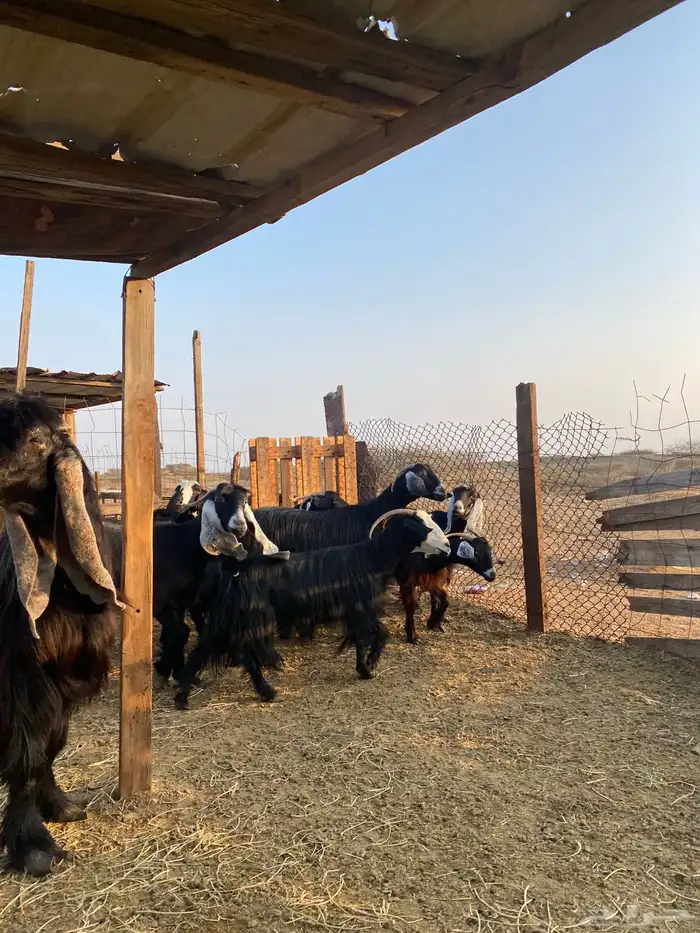 للبيع معزا عوارض وحريات بالفحل دفيع ومضاريع 33