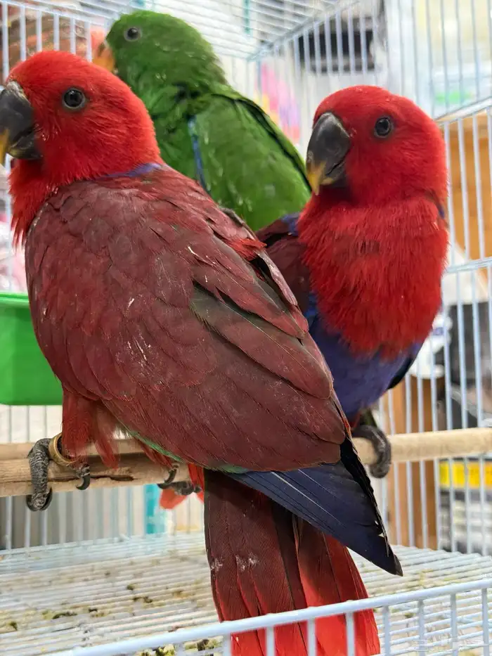 فروخ اكلكتوس 3