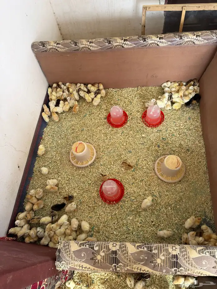 صوص العمر من 4 ل 5 1