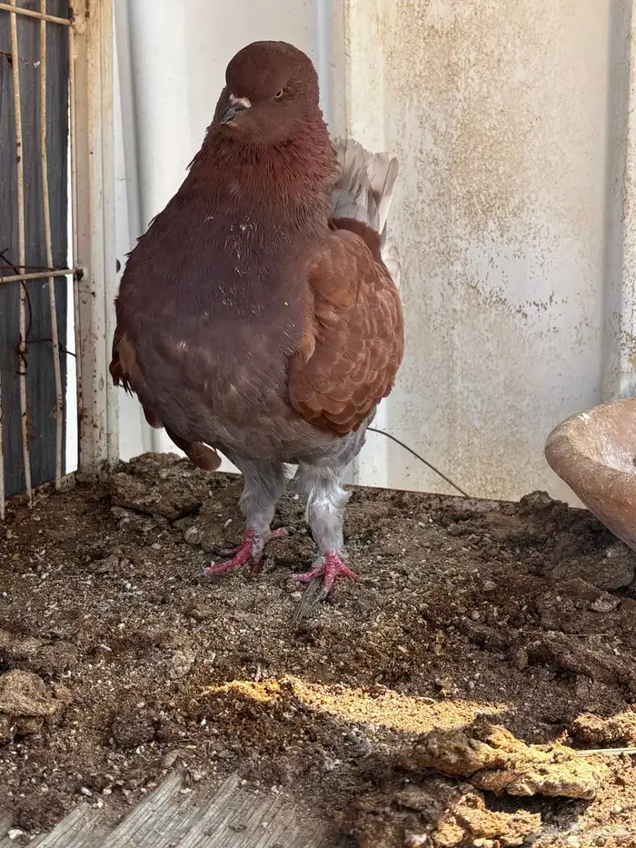 حمام كنق ايناث 1