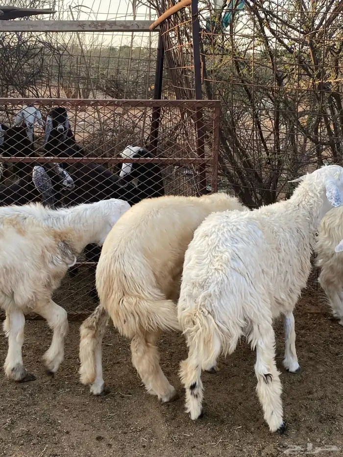 طليان حرية 0