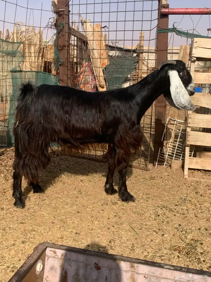 جفرة عارضية ثنية دافع 1