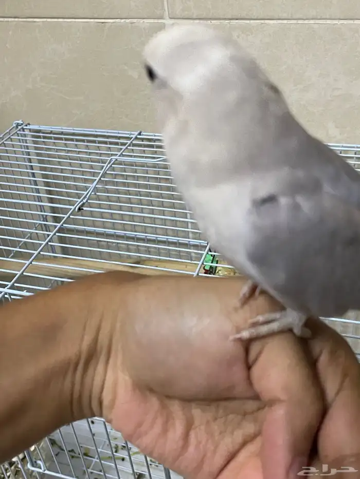 فرخ روز (تم البيع) 0