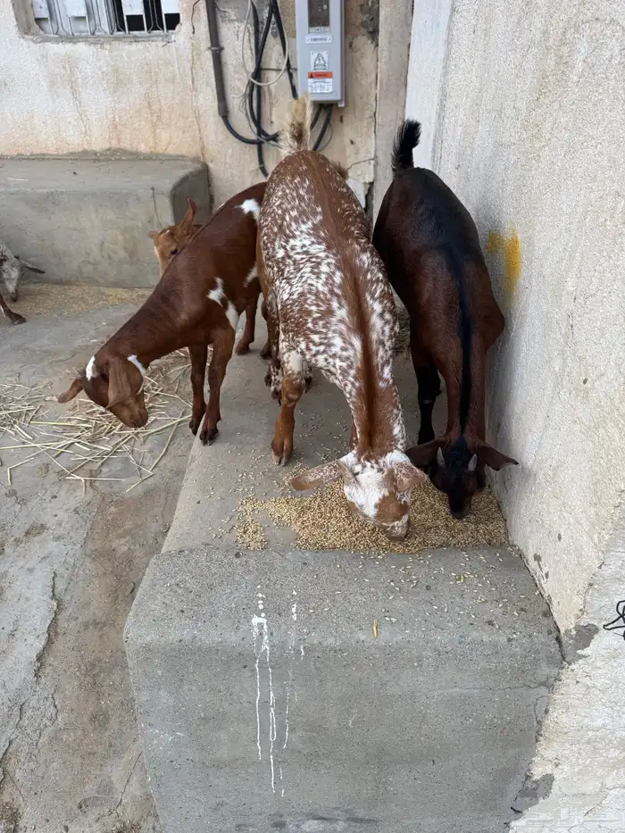 معزا مناتيج 10