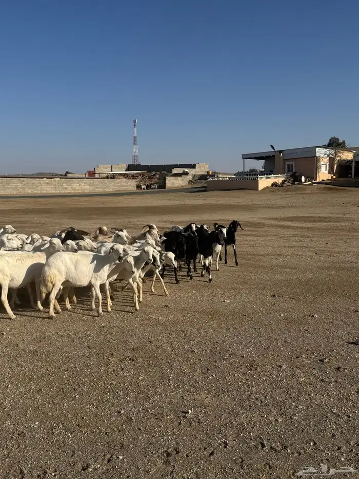 39 راس ضان ومعزا تحتها 4 5