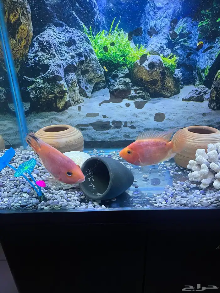 زوج سمكة الببغاء متوافق وأحجام مناسبة واشكال جميلة 0