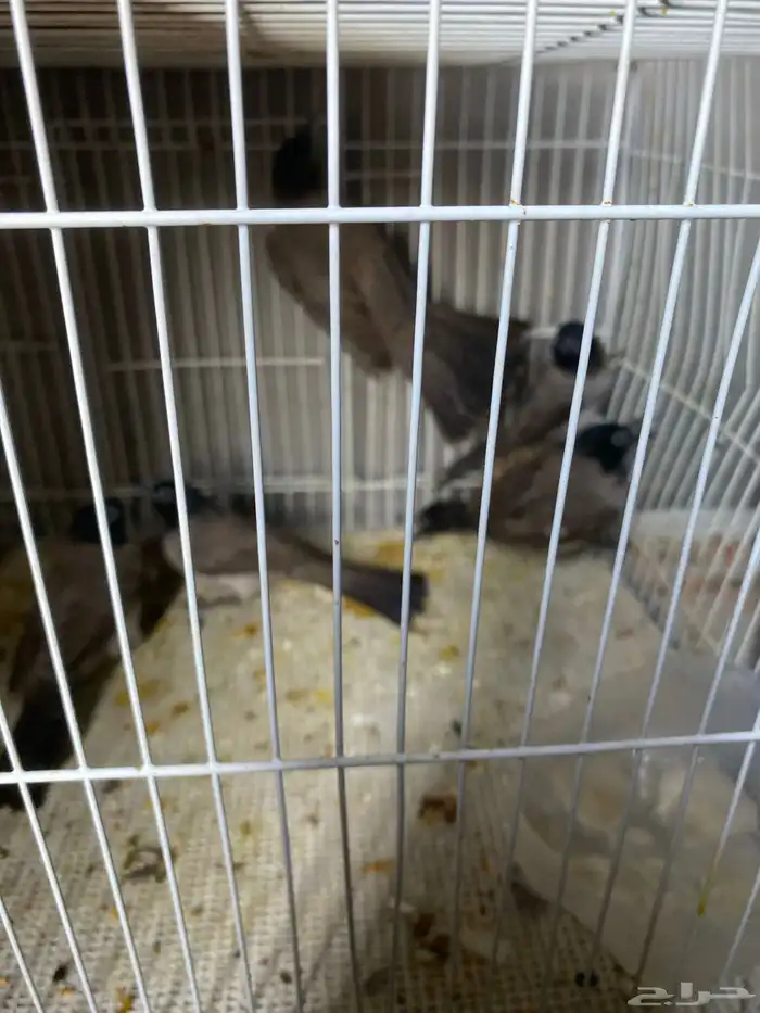 بلبل كعيت منتج ومغرد الزوج ب50 3