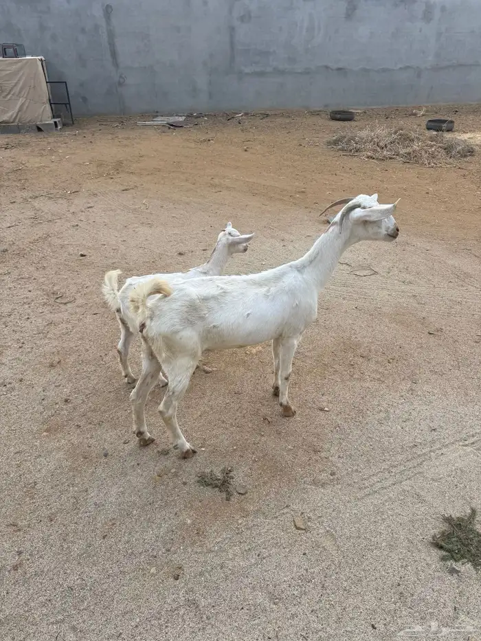 عنز بيشيه والد 1