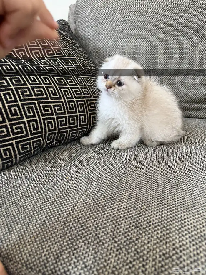 قط كيتن سكوتش 1