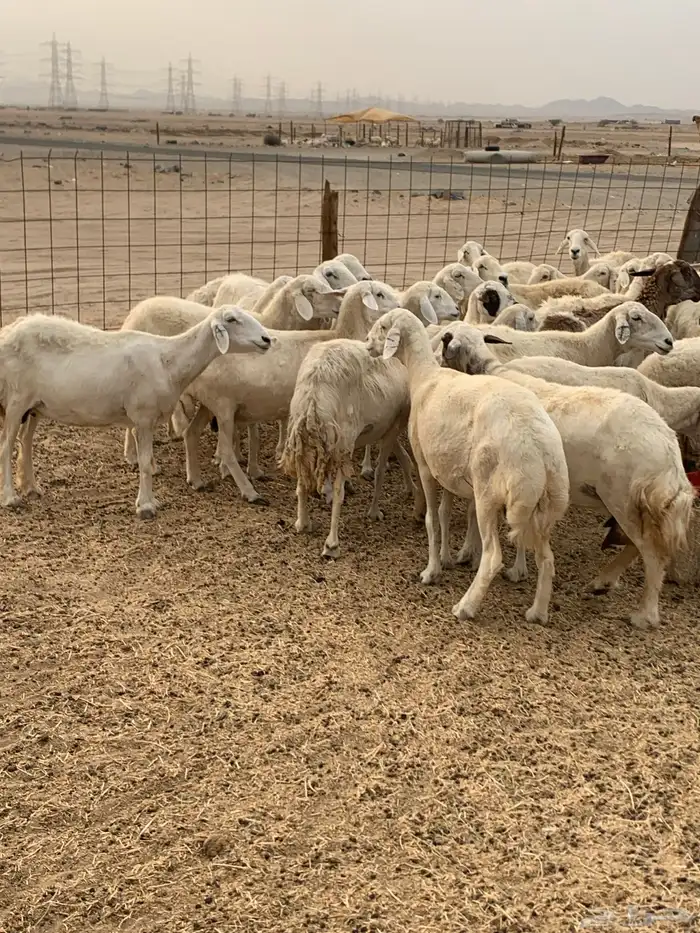 للبيع غنم حريات دفيع 2