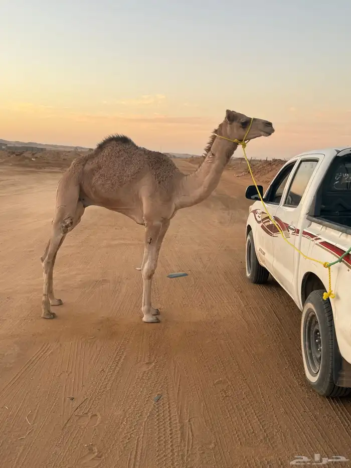 للبيع قعود مهجن 0