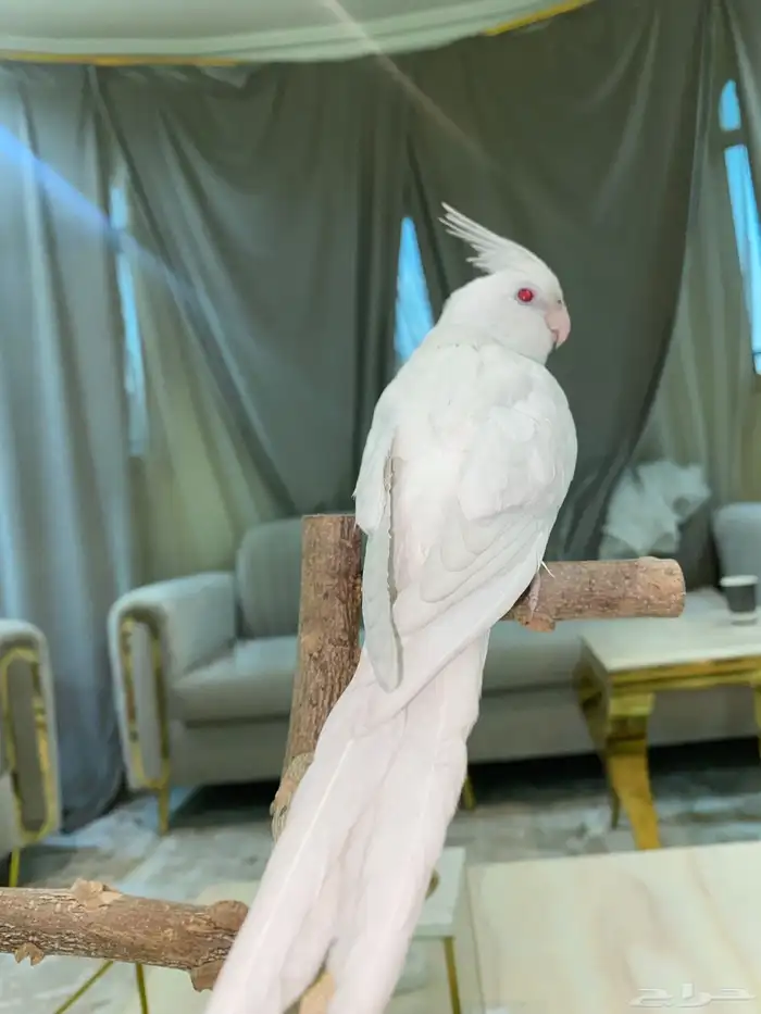 كروان اليف متكلم 1