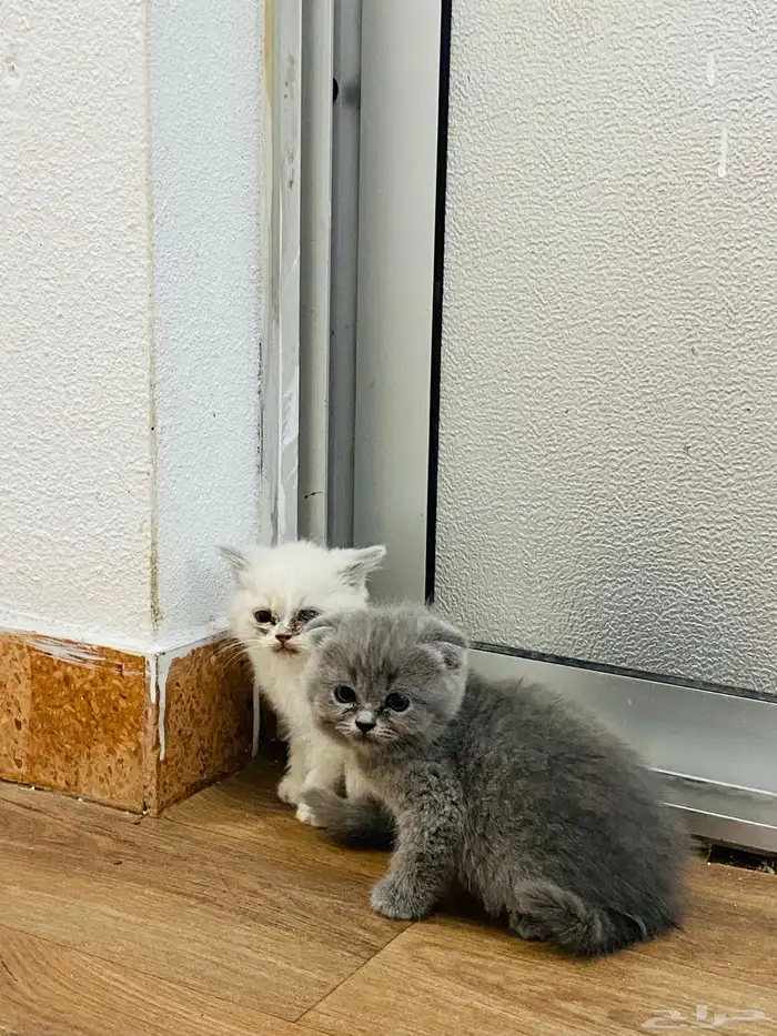 للبيع على السوم العمر 3 أسابيع 2