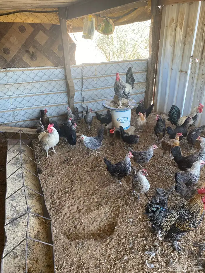 دجاج بلدي وفيومي بياض 0