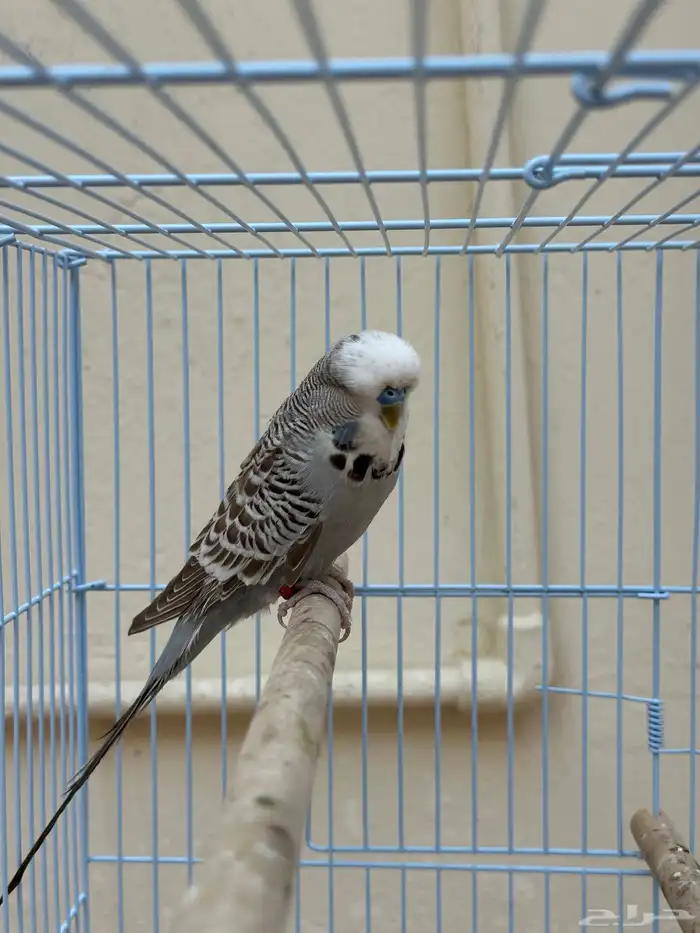 طيور حب إنجليزي 1