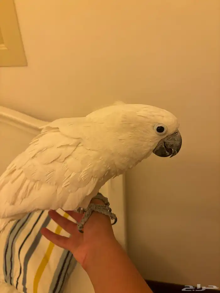 للبيع كوكاتو امبريلا تم البيع 11