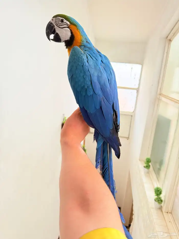 ببغاء مكاو اليف ولعوب ومتكلم عمر 10 شهور 1