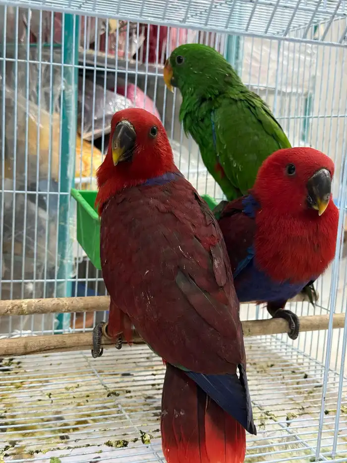 فروخ اكلكتوس 1