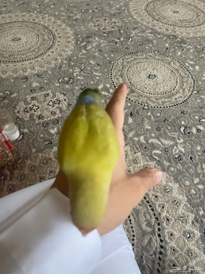 للبيع روز اليف 3